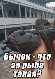Статьи: Бычок - что за рыба такая? ч.1