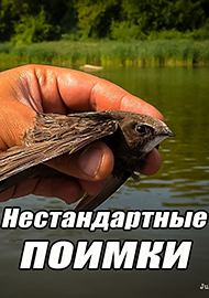 Статьи: Нестандартные поимки