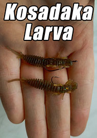 Обзор: Обзор Kosadaka Larva: легенда в новом исполнении