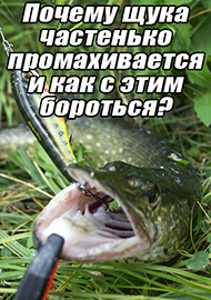 Статьи: Почему щука частенько промахивается и как с этим бороться?