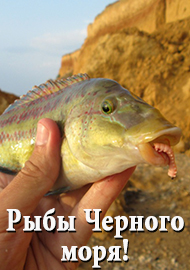 Рыбы Черного моря и способы их ловли (часть 1)