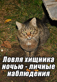 Статьи: Ловля хищника ночью - личные наблюдения