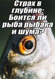 Статьи: Страх в глубине: Боится ли рыба рыбака и шума? И как её привлечь?