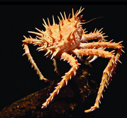 COTSWOLD BAITS  Бойли тонущие FUTURE Monster Crab Shelf Life Boilies 15mm 200g FB284