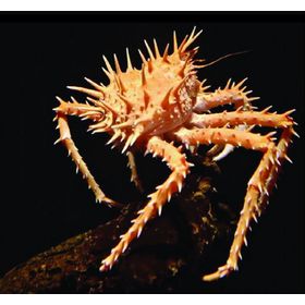 COTSWOLD BAITS  Бойли тонущие FUTURE Monster Crab Shelf Life Boilies 15mm 200g FB284