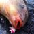 Плавающие насадки Evolution Carp Tackle Maggot Ball Baits