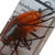 Воблер Jackall Chubby Bug 35 (3.7г) ul kanabun