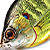 Воблер LiveTarget Sunfish Wakebait PS 102 Metallic/Gloss