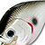 Воблер Lucky Craft Fat CB BDS2 (14г) 077 Or Tennessee Shad