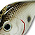 Воблер Lucky Craft Fat CB GDS Mini DR (9,3г) 077 Or Tennese Shad