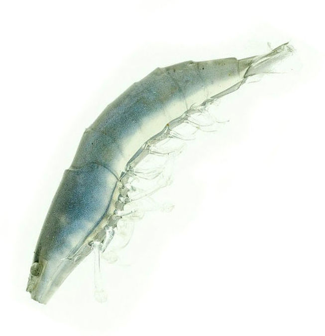 Мягкая приманка Molix Soft Shrimp 2.5 (5 см) 94 (6шт + джиг-головка 4гр в упаковке)