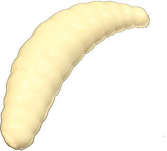 Приманка Trout Zone Maggot 1.6 (4 см) белый сыр (упаковка - 10 шт)