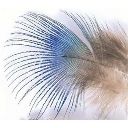 Перья павлина Veniard Peacock blue neck Natural