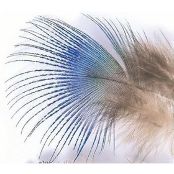 Перья павлина Veniard Peacock blue neck Natural