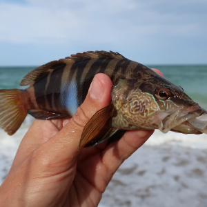 Лакомство для морской рыбы – обзор слага Berkley Gulp Alive Minnow