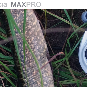 Обзор мульта Abu Garcia Max4 Pro. Покупка - не Промах.