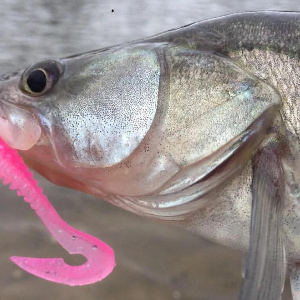 Обзор Jackall Wobbring – старый червь на новый лад!