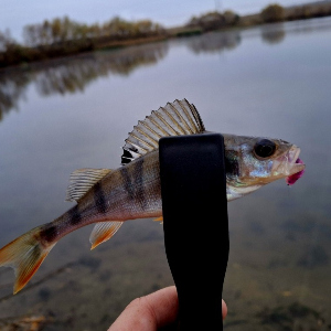 Любимица окуней. Обзор силиконовой приманки Kosadaka Leech