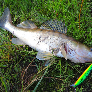 Обзор воблера TsuYoki Colector SR 90SP. «Младший» в серии.