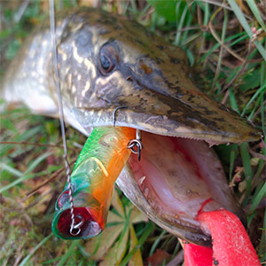 Царь гибридных попперов! Обзор Jackall Boil Trigger 100.