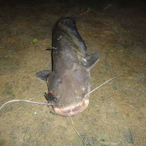 Фавориты. Два часа отчаяния. Обзор TsuYoki Chef SR 40F Silent.