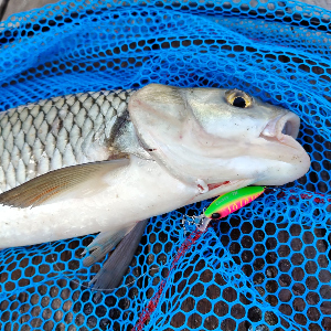 Вторая сторона легендарных «Чабиков». Обзор Jackall Chubby Minnow 35