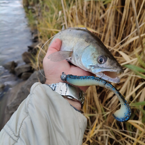 Продолжение «Ритмичной» тематики. Обзор Jackall Rhythm Curly