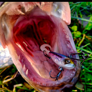 Недорого и практично. Обзор воблера Strike Pro Tail Gunner 45