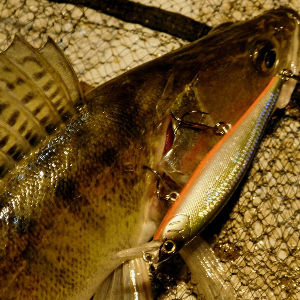 Изящно и элегантно! Обзор TsuYoki Graceful.