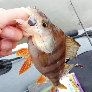 Интересный слаг - спиральный червяк. Обзор Kosadaka T-Liner Worm.