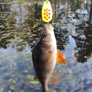 Обзор блесны Grows Culture Vortex.