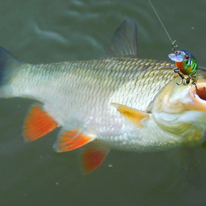 Он же «Чабик» на минималках от TsuYoki, он же TsuYoki Chef! Обзор