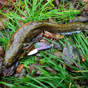 Обзор ножа Kosadaka N-F31R.