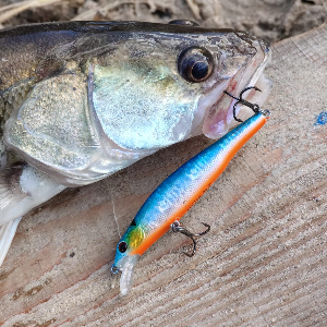 Все на лекцию к TsuYoki Lector! Обзор TsuYoki Lector