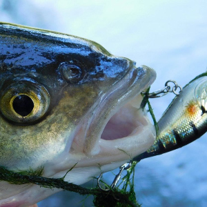 Разрывной малыш от TsuYoki. Обзор TsuYoki Fugaz 36F