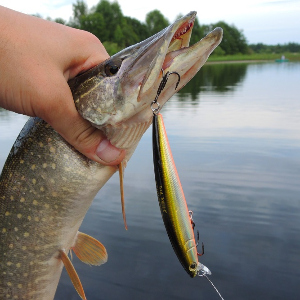 Обзор воблера Strike Pro Arc Minnow 105SP.