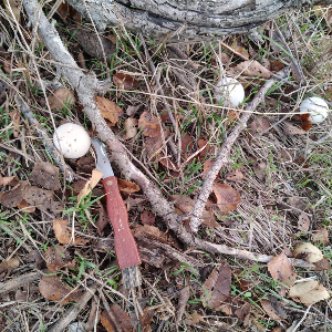 Не рыбалкой единой. Обзор ножа грибника со щеткой Kosadaka складной.