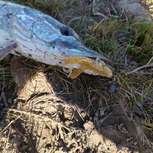 Кинг-Конг в мире раков! Обзор Kosadaka Kong