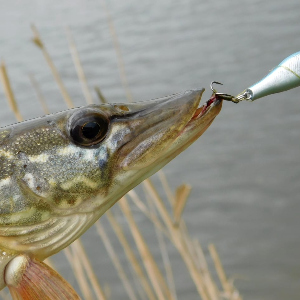 Недорогая копия дорогой приманки. Обзор TsuYoki Rival SR 35/43