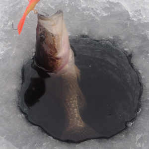 Strike Pro Strike Ice 25. Обзор отличного балансира.