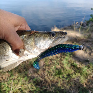 Еще один суетлолог подъехал! Обзор Frapp Razzle.