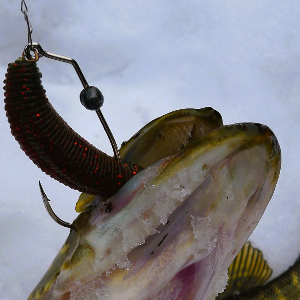 Обзор крючков Decoy Worm 31 Maki Sasu Hyper. «Белый клык»