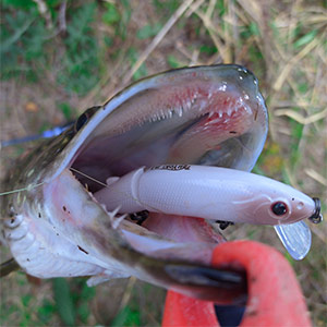 TsuYoki Got 115SP – Я узнаю вас в гриме! Обзор воблера.