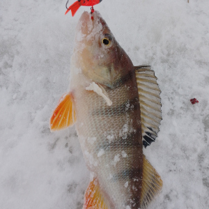 Вертлявый шэд. Обзор балансира Strike Pro Shifty Shad Ice 30.