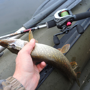 Обзор катушки Okuma Ceymar C101-A.