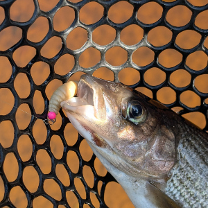 Обзор Kosadaka Maggot– лакомство для хариуса