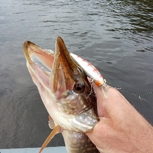 "Широкий" универсал. Обзор Strike Pro Shifty Shad 60