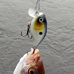 Обзор воблера Kosadaka Raven XS 45F