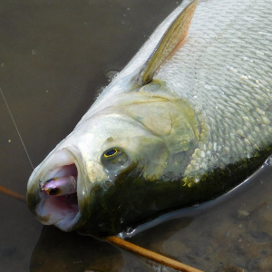 И еще один «Чабик», но совсем другой! Обзор Jackall Chubby Pencil