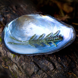 Крылья, которые нравятся мне! Обзор Jackall Scissor Comb 3”